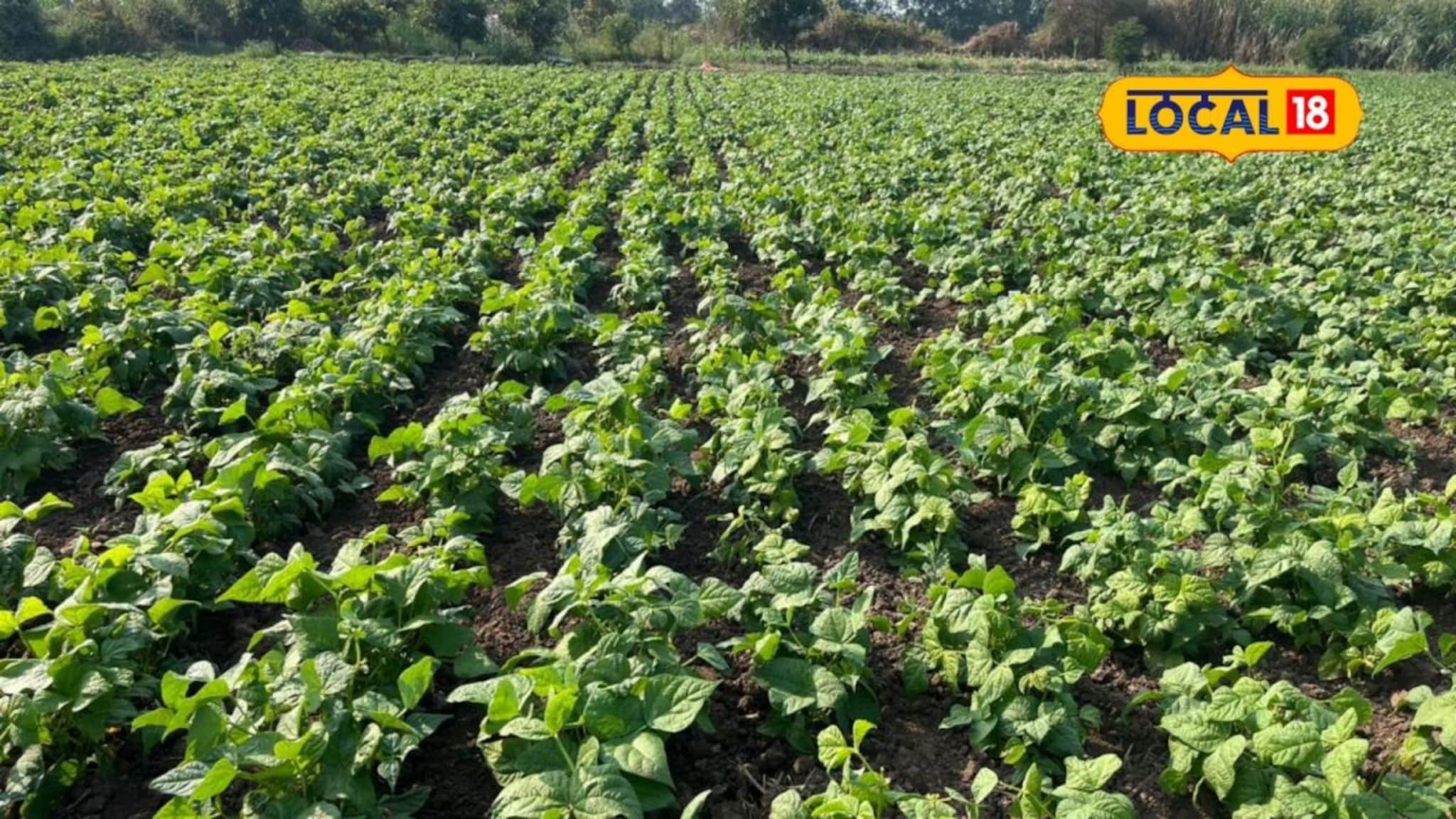 Success Story : दिल्लीत लोकांची फेव्हरेट डिश, जालन्याच्या शेतकऱ्याने केली शेती, लाखांचा निव्वळ फायदा