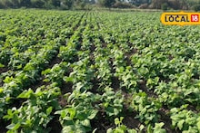 Success Story : दिल्लीत लोकांची फेव्हरेट डिश, जालन्याच्या शेतकऱ्याने केली शेती, लाखांचा निव्वळ फायदा