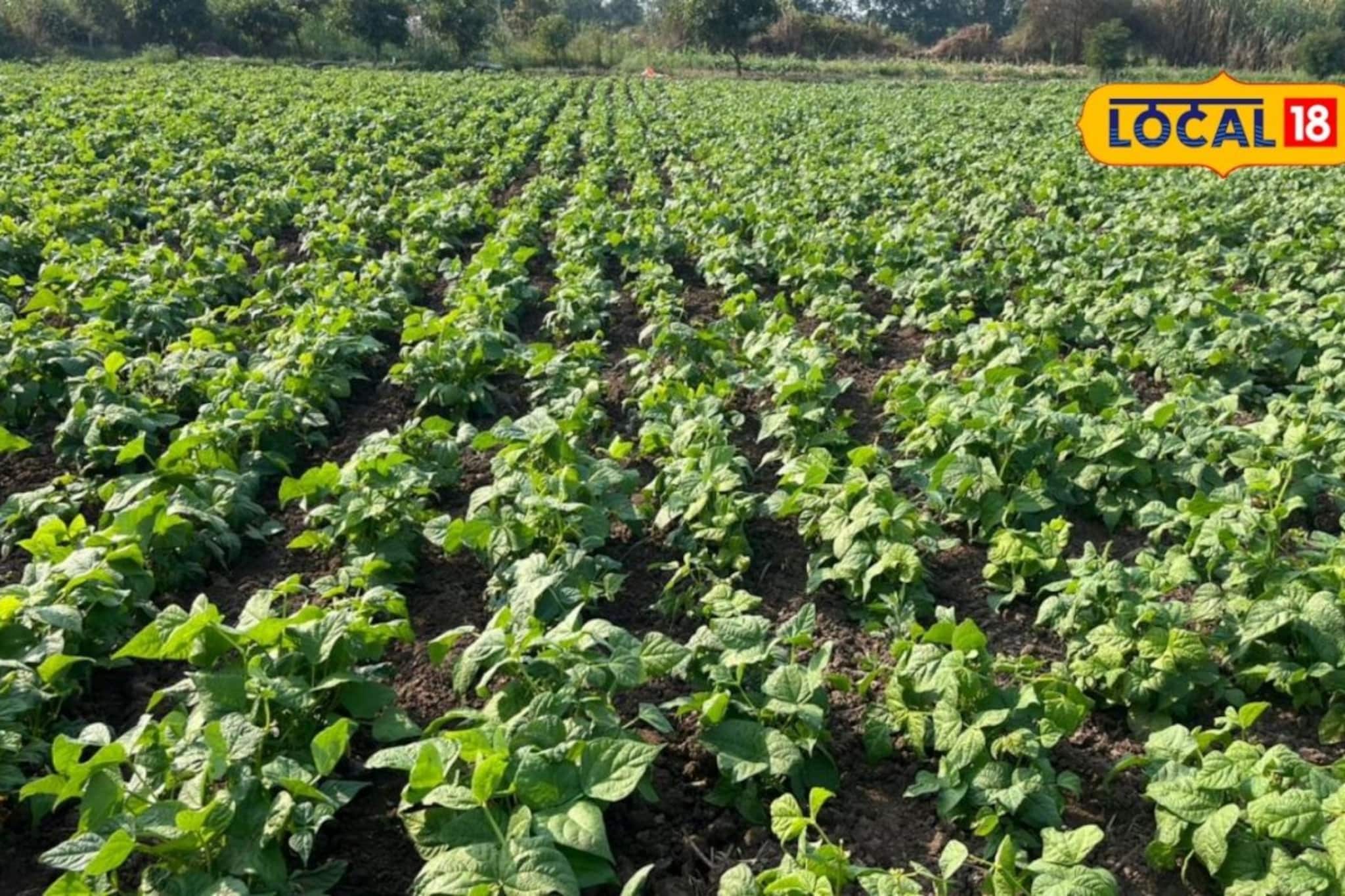 दिल्लीत लोकांची फेव्हरेट डिश, जालन्याच्या शेतकऱ्याने केली शेती, लाखांचा फायदा