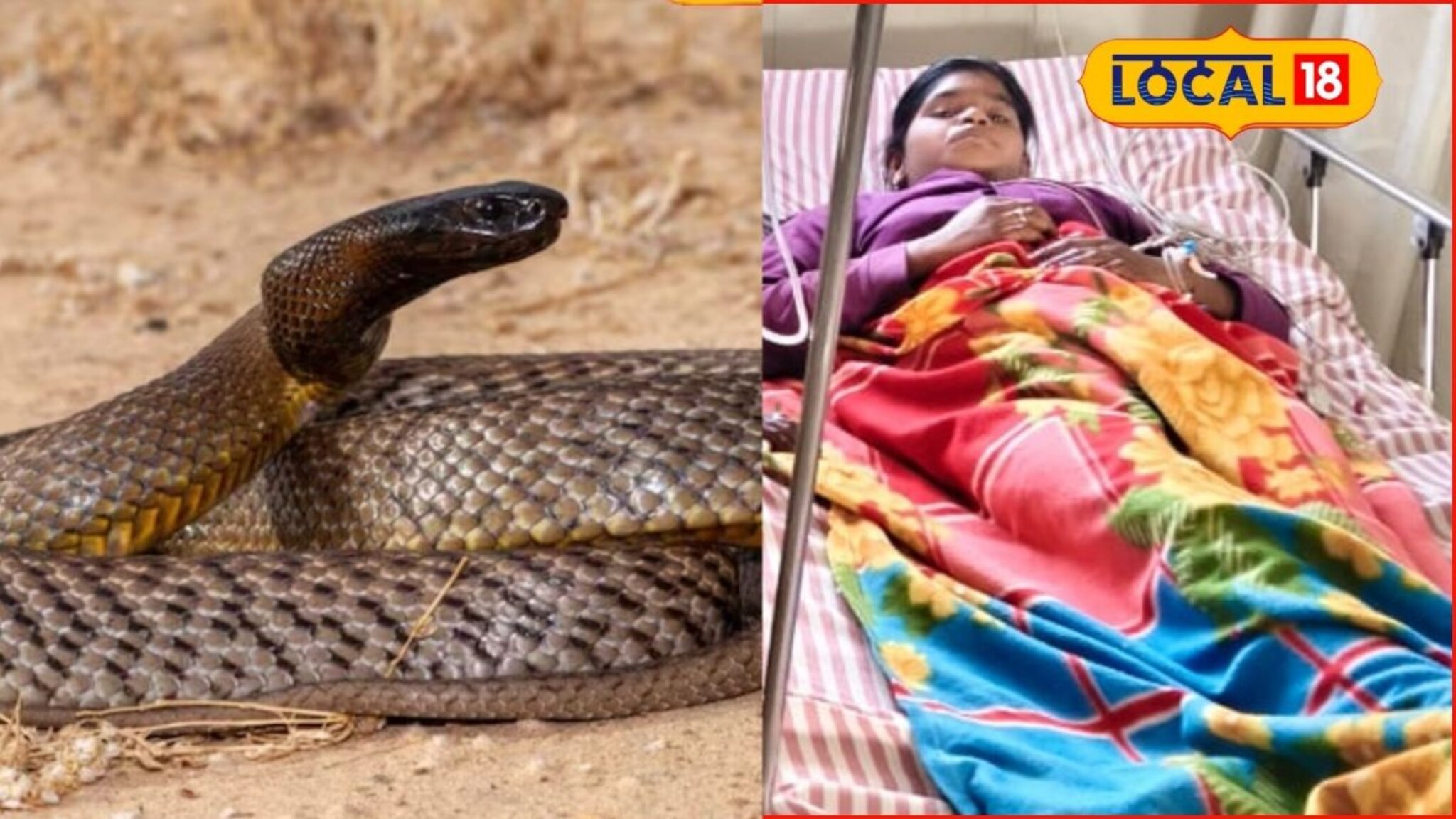 15 वर्षांच्या पूजाच्या मागे लागला साप? 3 महिन्यात 7 वेळा केला दंश, जालन्यातील...