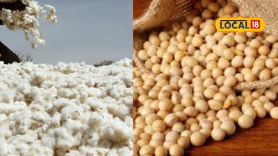 Tur Prices Fall, Cotton & Soybean See Mixed Trends in Maharashtra Mandis