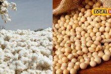 तुरीच्या दरात मोठी उलथापालथ, कापूस आणि सोयाबीनची काय स्थिती? Video