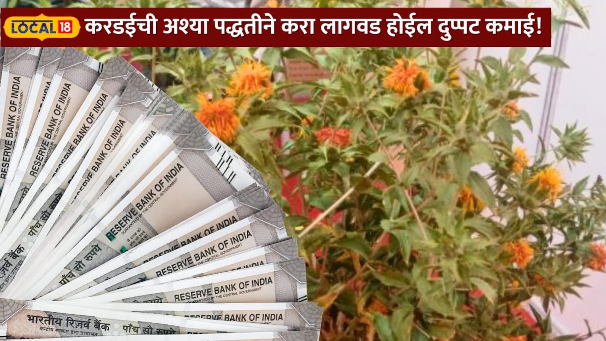 शेतकाऱ्यांनो करडईची अश्या पद्धतीने करा लागवड होईल दुप्पट कमाई! महत्वाच्या टिप्सचा Video   