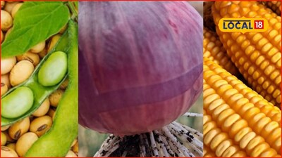 APMC Market: रविवारी कृषी मार्केट हाललं; मका, कांदा आणि सोयाबीनला किती मिळाला भाव?