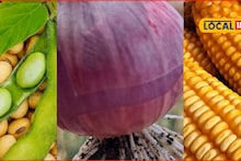 APMC Market: रविवारी कृषी मार्केट हाललं; मका, कांदा आणि सोयाबीनला किती मिळाला भाव?