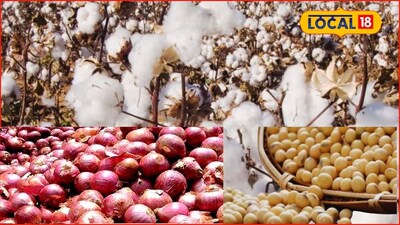 APMC Market: जानेवारीअखेर कृषी मार्केट हाललं, सोयाबीन, तूर तेजीत; कांदा, कपाशीला किती मिळाला भाव?