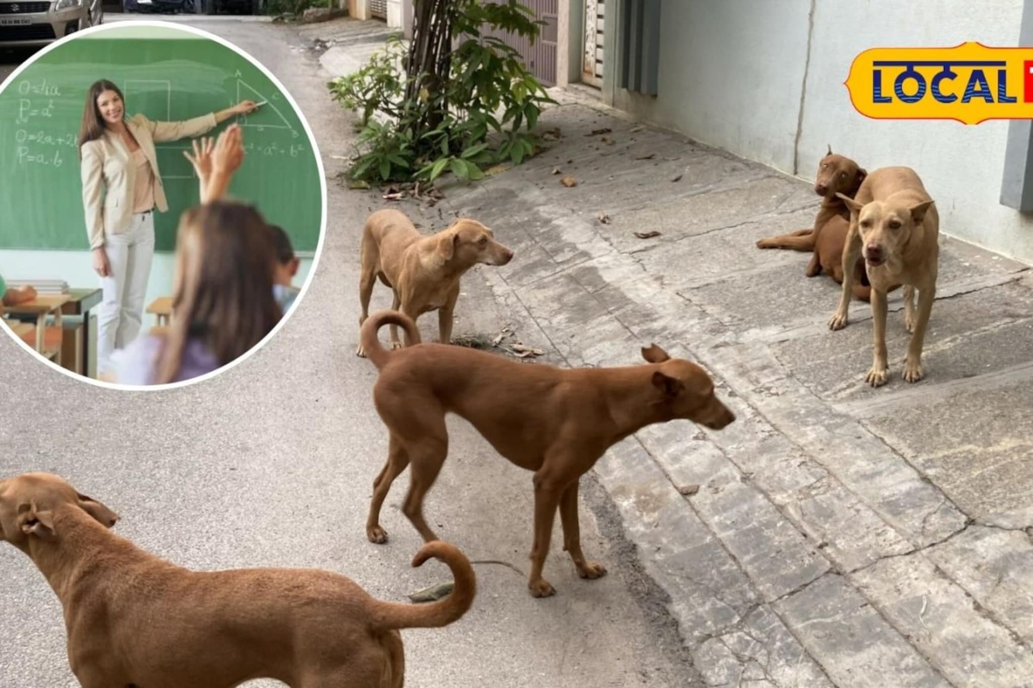 एवढंच राहिलं होतं! शिक्षकांना आता श्वानांचं सर्वेक्षण करावं लागणार एवढंच राहिलं होतं! शिक्षकांना आता श्वानांचं सर्वेक्षण करावं लागणार