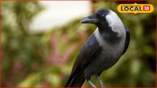 Mumbai News: कावळ्याला वाचवायला गेला अन् काळाने घात केला, मुंबईत जवानासोबत भयंकर घडलं, जागेवरच...