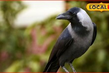 कावळ्याला वाचवायला गेला अन् काळाने घात केला, मुंबईत जवानासोबत भयंकर घडलं, जागेवरच...