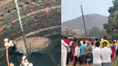 nashik leapord attack nashik leapord attack