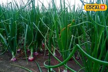 Success Story : आई-वडील ऊसतोड कामगार, शिक्षण घेतं केली कांदा शेती, प्रवीणने मिळवला 4 लाख निव्वळ नफा