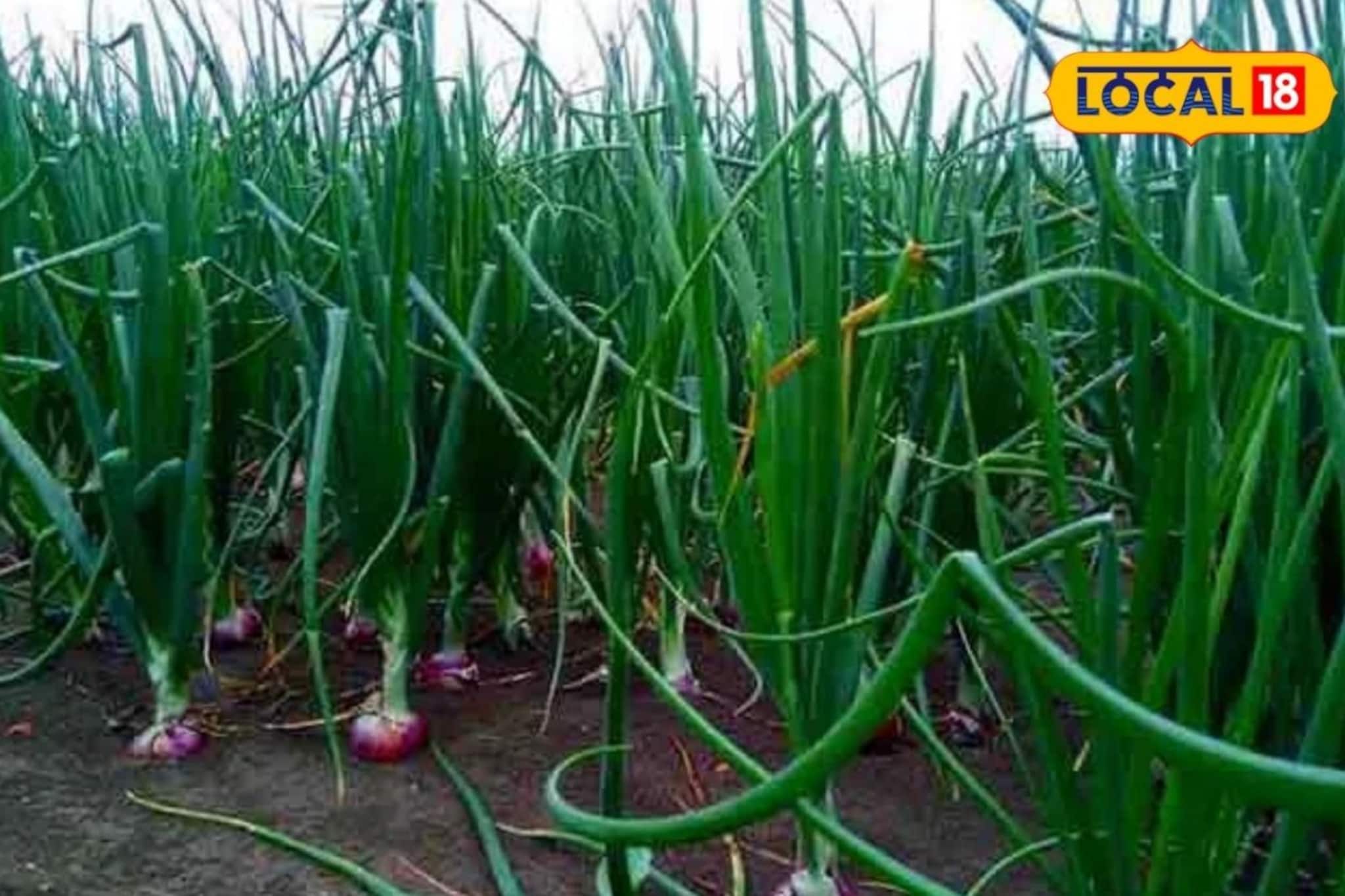 आई-वडील ऊसतोड कामगार, शिक्षण घेतं केली कांदा शेती, प्रवीणने मिळवला 4 लाख नफा