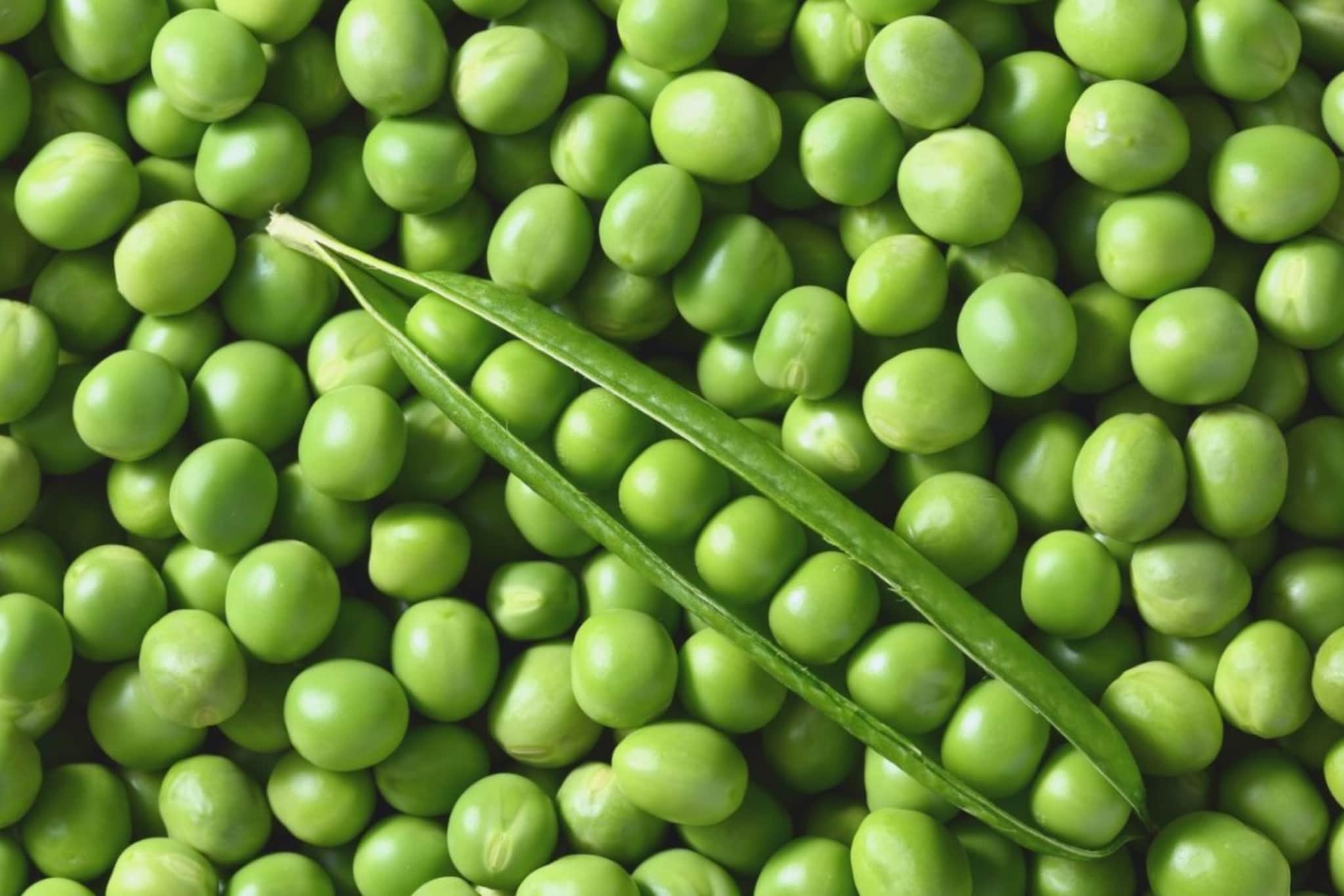 मटारपासून हेही बनू शकतं? 5 भन्नाट रेसिपी ज्या फारच कमी लोकांना माहीत आहेत मटारपासून हेही बनू शकतं? 5 भन्नाट रेसिपी ज्या फारच कमी लोकांना माहीत आहेत