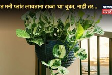 पैशांचा होईल वर्षाव! घरामध्ये मनी प्लांट लावताना टाळा 'या' चुका, काही दिवसातंच चमकेल नशीब