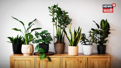घर से 'बॅडलक' दूर करेंगे ये 5 लकी प्लांट्स, लाएंगे पॉजिटिविटी और सुख-समृद्धि
