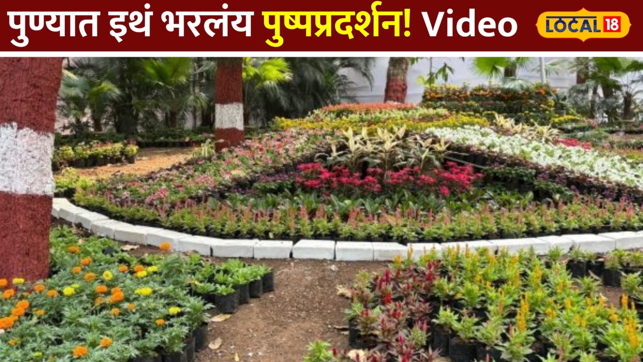 सुगंध आणि सौंदर्याचा अनोखा संगम, पुण्यात इथं भरलंय पुष्पप्रदर्शन Video