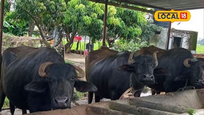 Farmer Bhimrao Ghadge Turns Hard Work into 8 Lakh Annual Profit with 9 Buffaloes