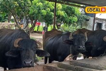 Success Story : मेहनतीच्या जोरावर शेतकऱ्यानं करून दखवलं, पाळल्या 9 म्हशी, वर्षाला 8 लाखांचा नफा