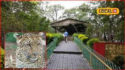 Pune Leopard: बिबट्याची दहशत, पुण्यातील लोकप्रिय उद्यान बंद, नागरिकांना आवाहन Pune Leopard: बिबट्याची दहशत, पुण्यातील लोकप्रिय उद्यान बंद, नागरिकांना आवाहन