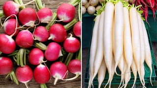लाल मुळा आणि पांढऱ्या मुळ्यामधील फरक