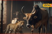 बिबट्यानं सावज हेरलं अन् झडप घातली, पण बैलानं पळवून लावलं, नेमकं घडलं काय?