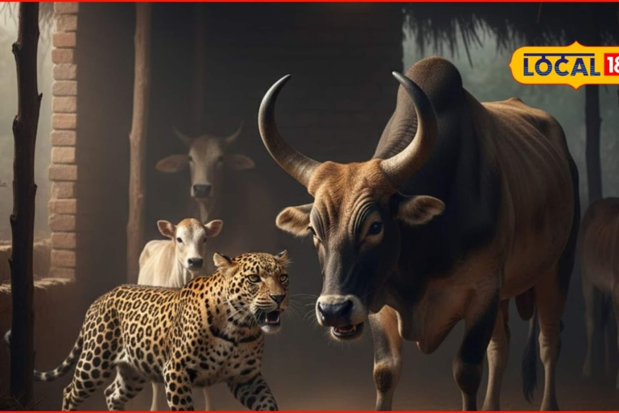 बिबट्यानं सावज हेरलं अन् झडप घातली, पण बैलानं पळवून लावलं, नेमकं घडलं काय?