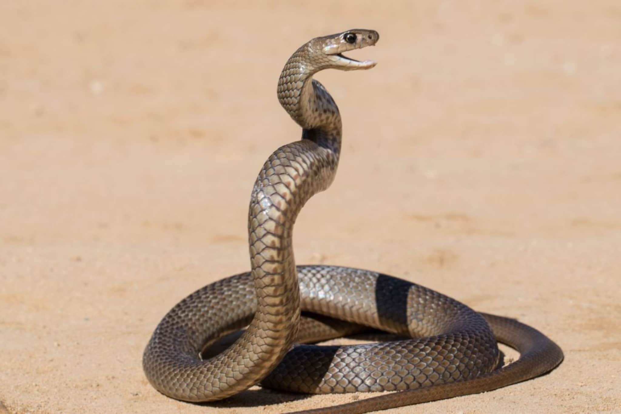 हिवाळ्यात साप अचानक कुठे गायब होतात? दिवसा की रात्री कधी घेतात झोप