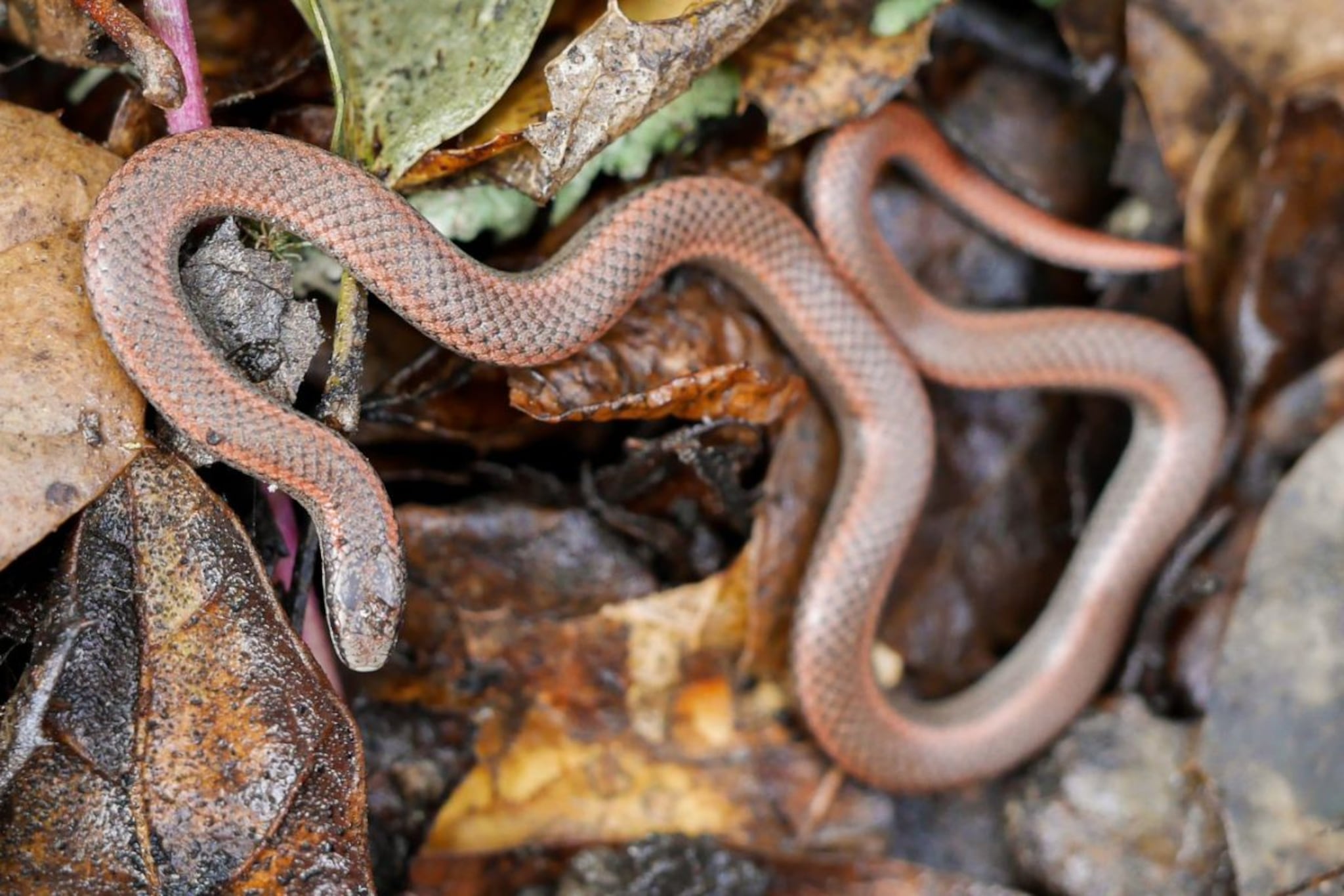 सापाने शेपटीने मारलं तर माणसाचा मृत्यू होतो का? काय आहे यामागचं सत्य` सापाने शेपटीने मारलं तर माणसाचा मृत्यू होतो का? काय आहे यामागचं सत्य`