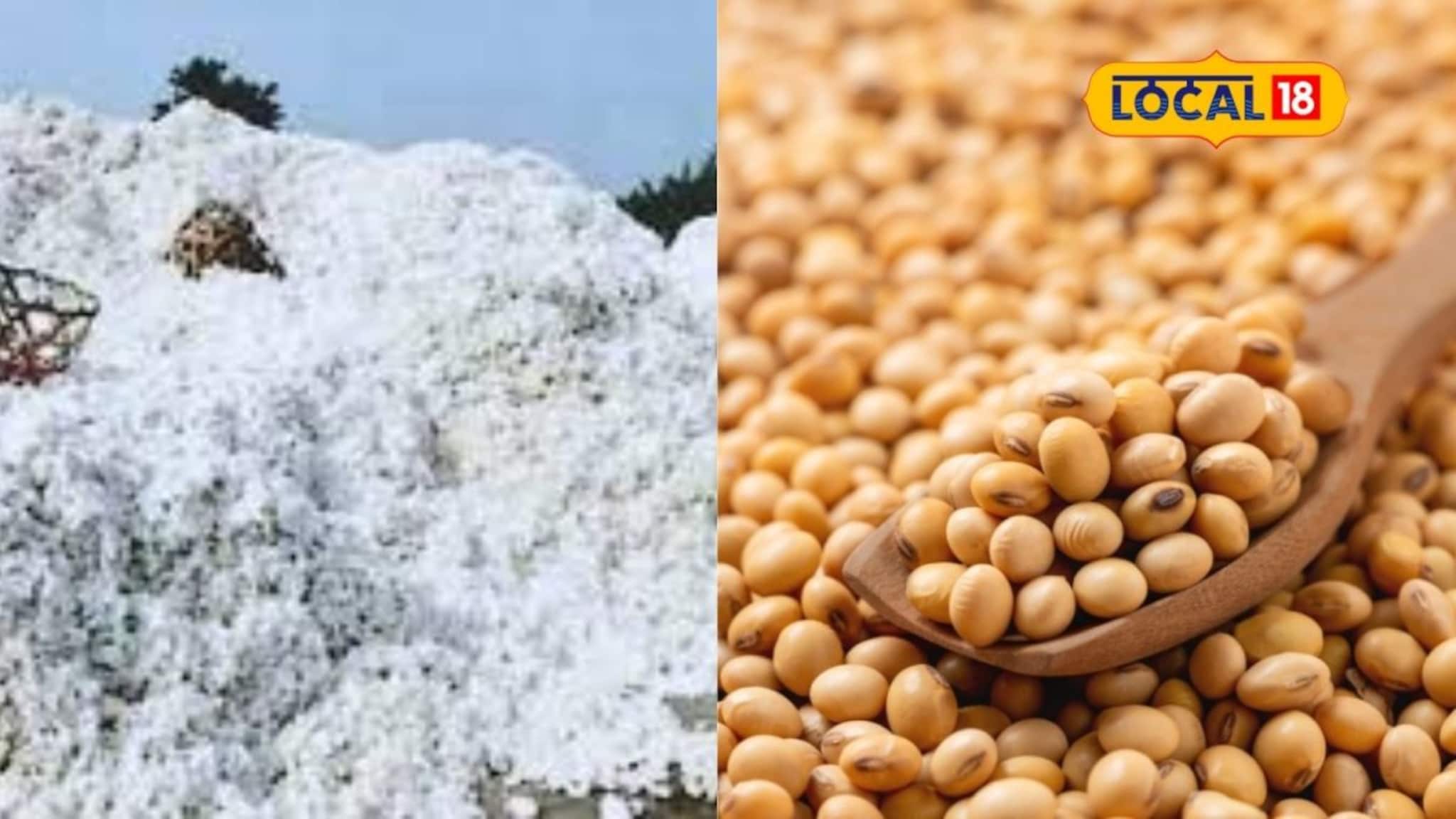 तुरीचे दर घसरले, सोयाबीन आणि कापसाला आज काय मिळाला भाव? इथं चेक करा