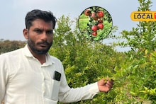 Success Story : तोट्यात जाणाऱ्या डाळिंब शेतीमध्ये केला 'हा' बदल, आता 2 एकरात मिळालं 18 लाख उत्पन्न, शेतकऱ्यानं सांगितला फॉर्म्युला, Video