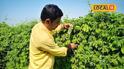 Farmer Appasaheb Aher Earns ₹1.5 Crore Annually from Bitter Gourd Farming