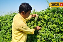 Success Story : 5 वर्षांपासून निवडला मार्ग, शेतकरी करतोय कारल्याची शेती, आता 15 लाखांचं उत्पन्न, Video