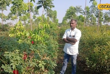 Success Story : मोहगणीच्या झाडात घेतलं आंतरपीक, उत्पन्न मिळणार आता तीन पट, कसा केला प्रयोग यशस्वी? Video