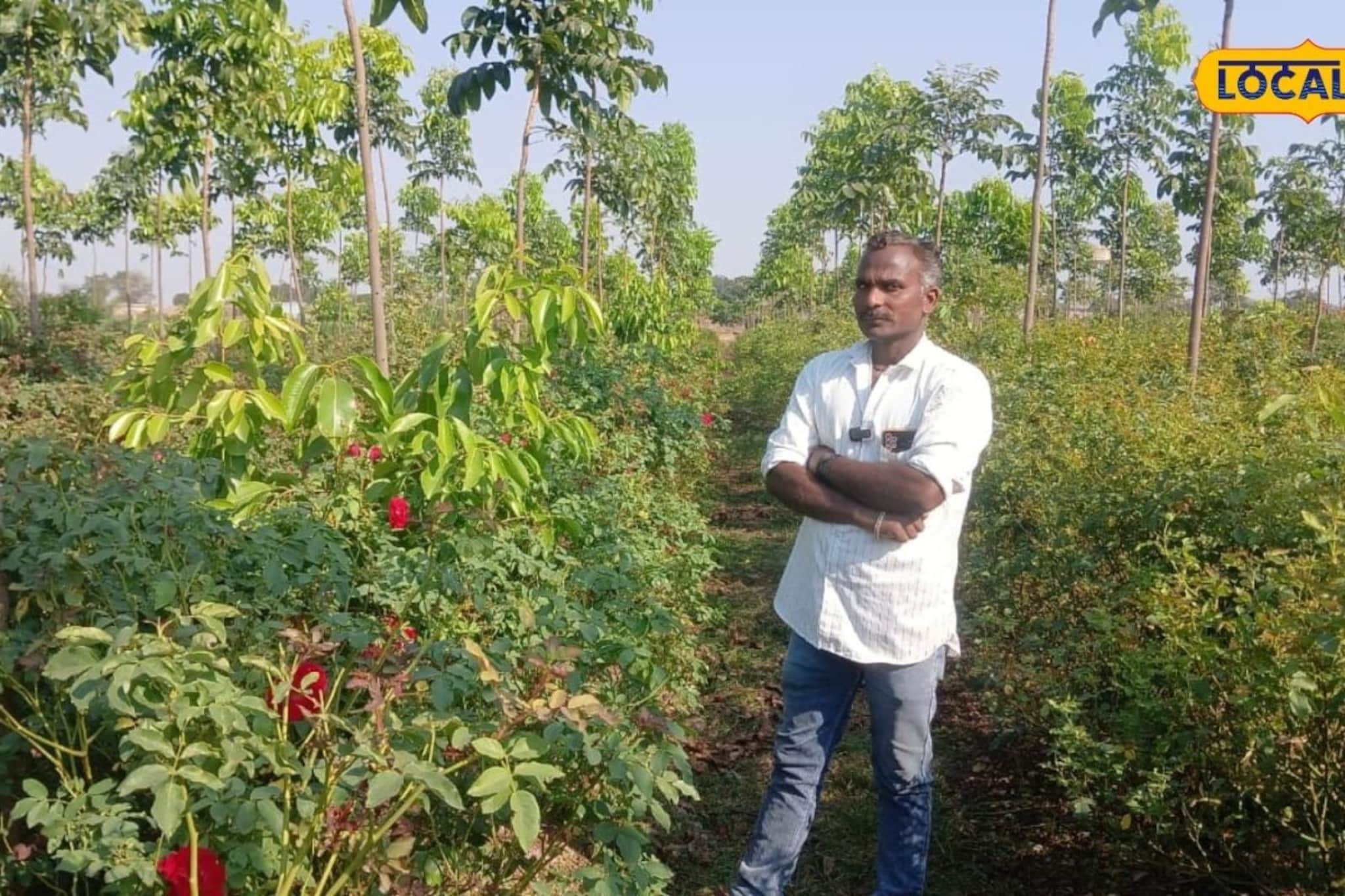 मोहगणीच्या झाडात घेतलं आंतरपीक, उत्पन्न मिळणार तीन पट, कसा केला प्रयोग यशस्वी?