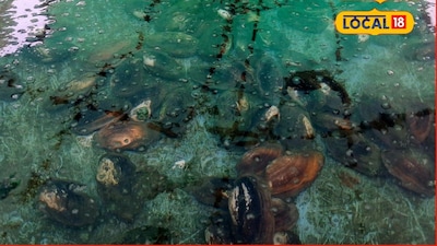 इंजीनियर मयूर जगदाले ने शिंपलों से मोती उत्पादन कर कमाए सालाना 30 लाख रुपये