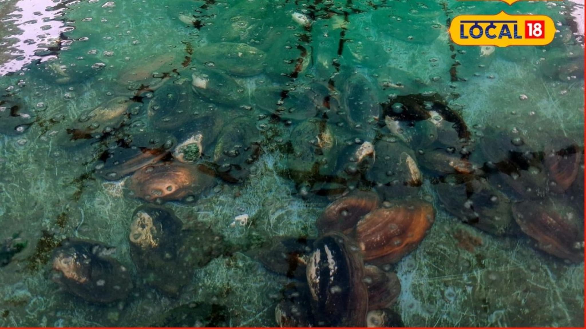 Success Story : इंजिनिअर तरुणाची कमाल, शिंपल्यातून वर्षाला कमावले 30 लाख, एकदा प्रयोग पाहाच!