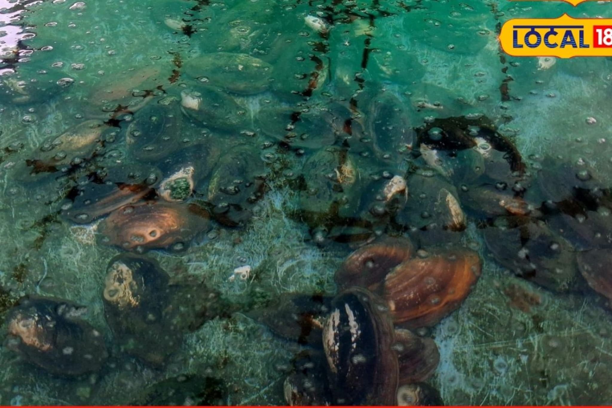 इंजिनिअर तरुणाची कमाल, शिंपल्यातून वर्षाला कमावले 30 लाख, एकदा प्रयोग पाहाच!