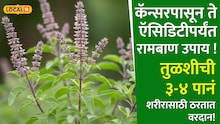 तुळशीची ३-४ पानं शरीरासाठी ठरतात वरदान! कॅन्सरपासून ते ऍसिडिटीपर्यंत अनेक आजारांवर रामबाण उपाय !