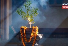 चुकूनही 'या' 5 जागांवर ठेवू नका तुळस, एका चुकीमुळे घरातून कायमचं निघून जाईल ऐश्वर्य!