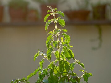 सायंकाळी तुळशीसमोर दिवा का लावला जातो? केवळ धर्मिक नाही, तर दडलंय शास्त्रीय कारण सायंकाळी तुळशीसमोर दिवा का लावला जातो? केवळ धर्मिक नाही, तर दडलंय शास्त्रीय कारण