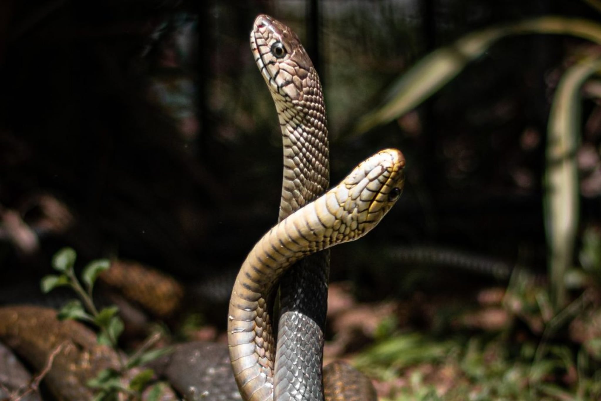 एक विषारी साप दुसऱ्या विषारी सापाला चावला तर काय होतं? उत्तर ऐकून धक्का बसेल एक विषारी साप दुसऱ्या विषारी सापाला चावला तर काय होतं? उत्तर ऐकून धक्का बसेल