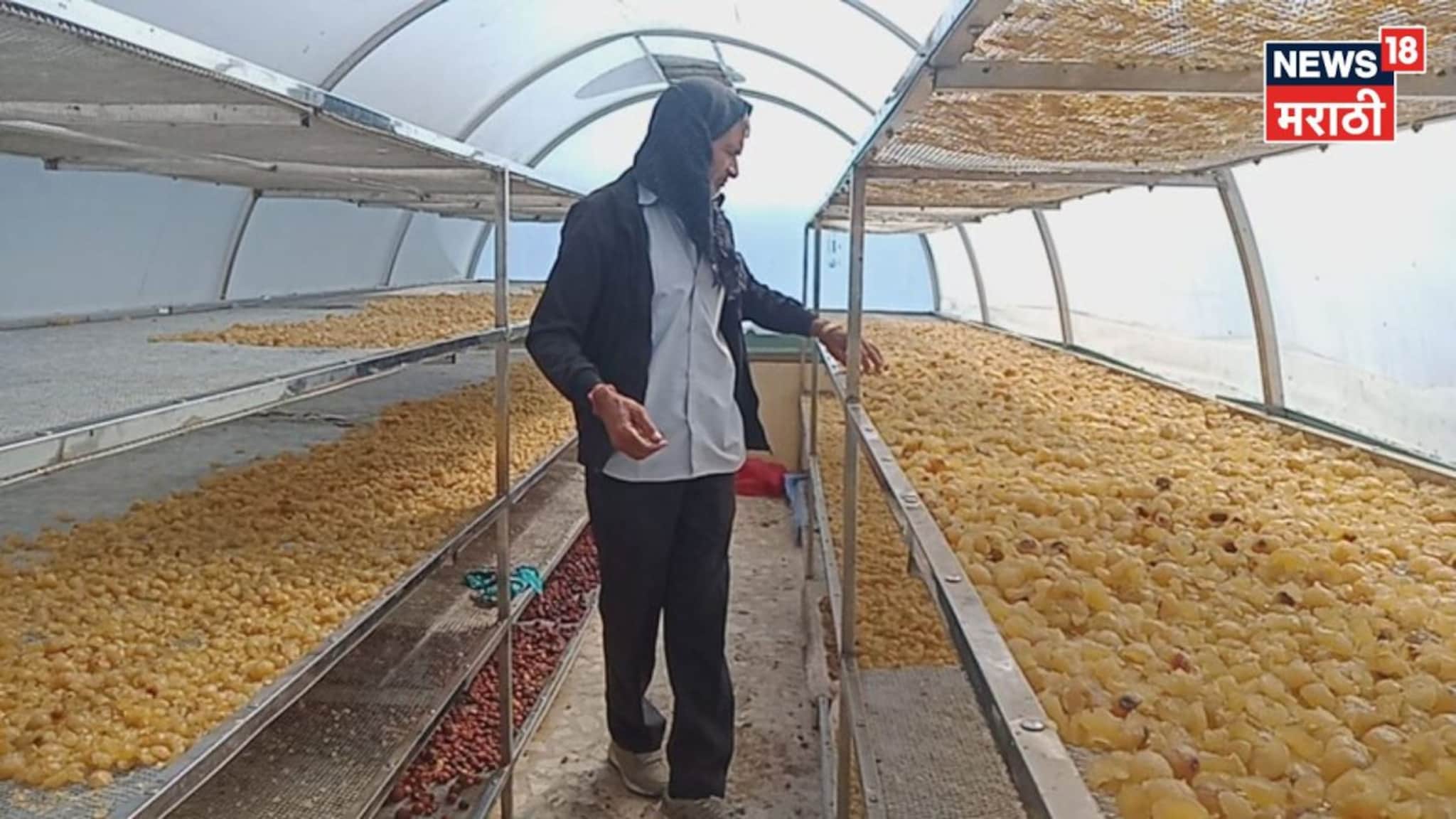 शेतात फक्त १५० झाडांची लागवड केली, परदेशात प्रचंड मागणी,शेतकरी करतोय बक्कळ कमाई