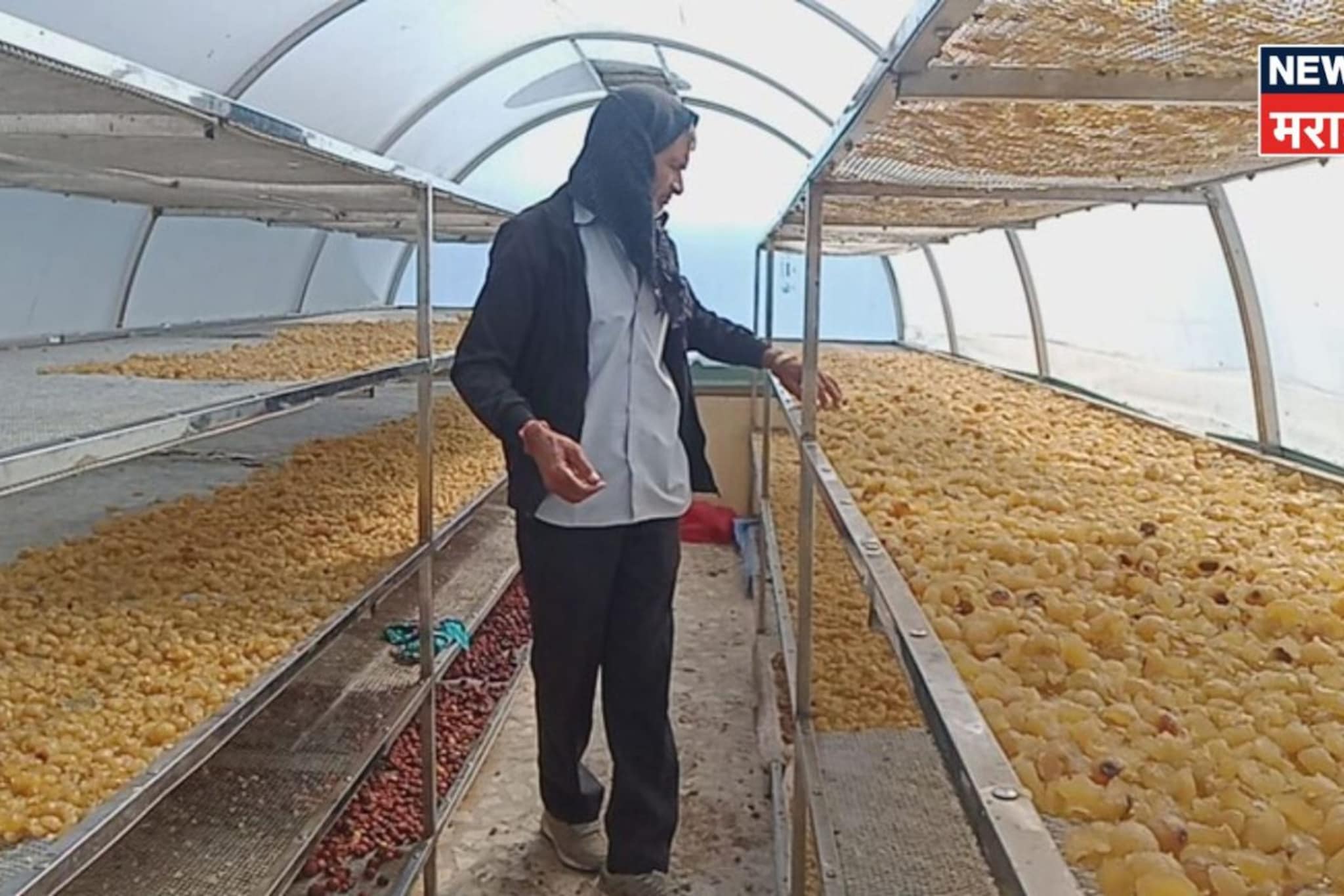 शेतात फक्त १५० झाडांची लागवड केली, परदेशात प्रचंड मागणी,शेतकरी करतोय बक्कळ कमाई