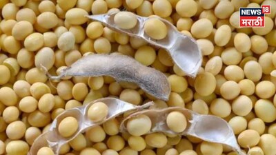 Soybean Market 