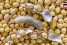तब्बल ४ वर्षांनी सोयाबीनच्या दरात सर्वात मोठी उसळी! शेतकऱ्यांमध्ये आनंद, सध्याचा बाजार भाव काय?