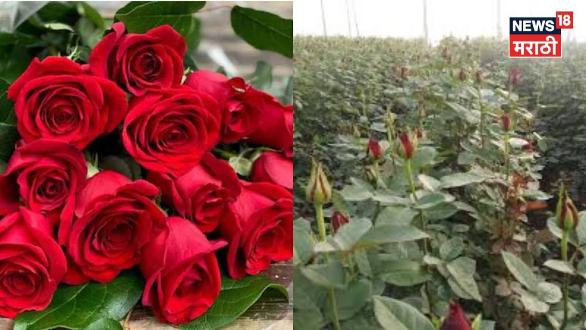 मावळातल्या शेतकऱ्याचे 'टॉप सिक्रेट' गुलाब थेट लंडनला, किती मिळणार पैसे? आकडा ऐकून तुम्ही व्हाल थक्क