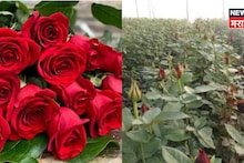 मावळातल्या शेतकऱ्याचे 'टॉप सिक्रेट' गुलाब थेट लंडनला, किती मिळणार पैसे? आकडा ऐकून तुम्ही व्हाल थक्क