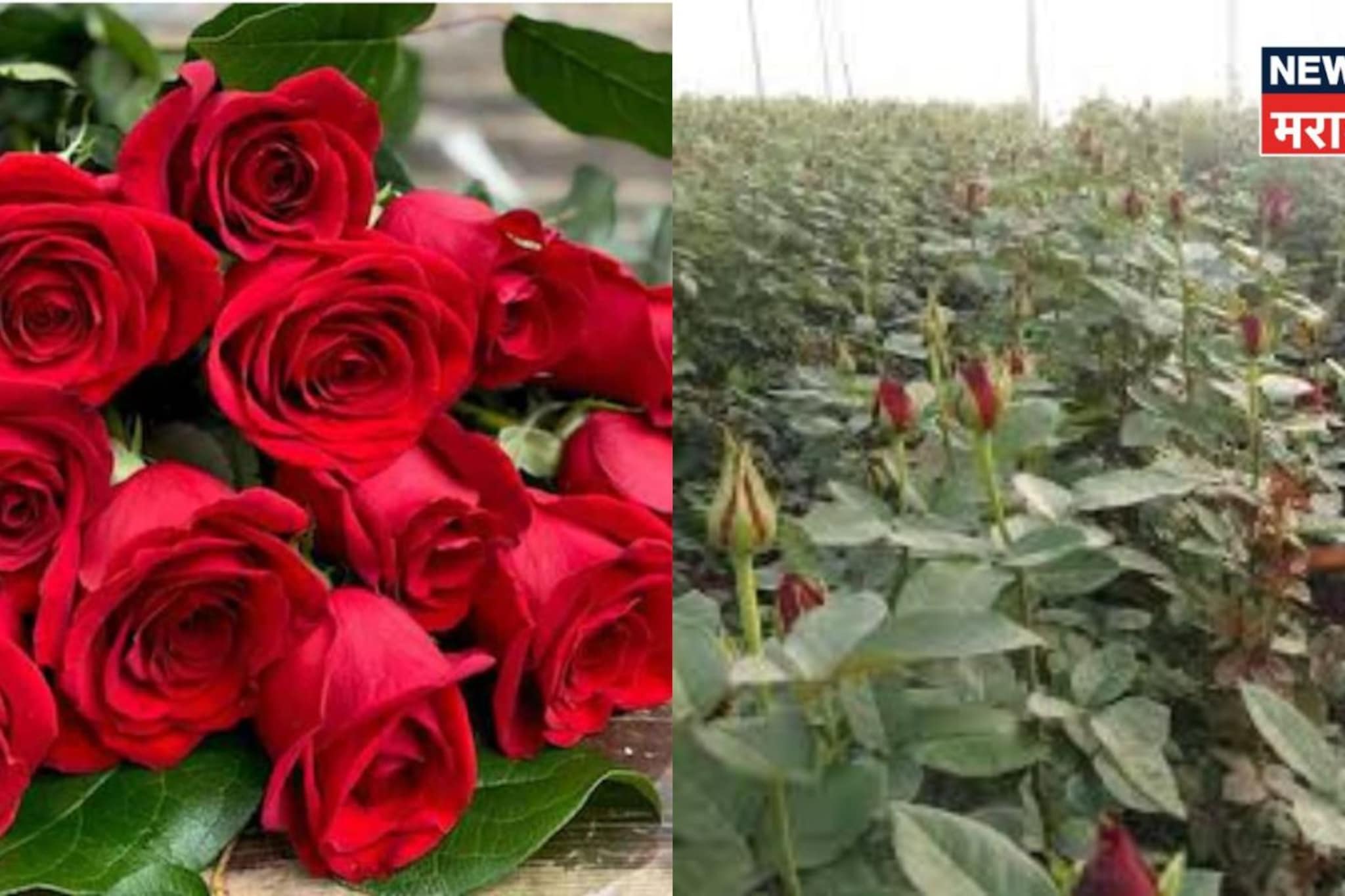 मावळातल्या शेतकऱ्याचे 'टॉप सिक्रेट' गुलाब थेट लंडनला, किती मिळणार पैसे?