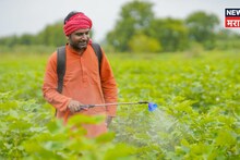 नैसर्गिक पद्धती वापरा अन् शेतीच्या कीटकनाशकांवर होणारा हजारोंचा खर्च थांबवा, ते कसं?