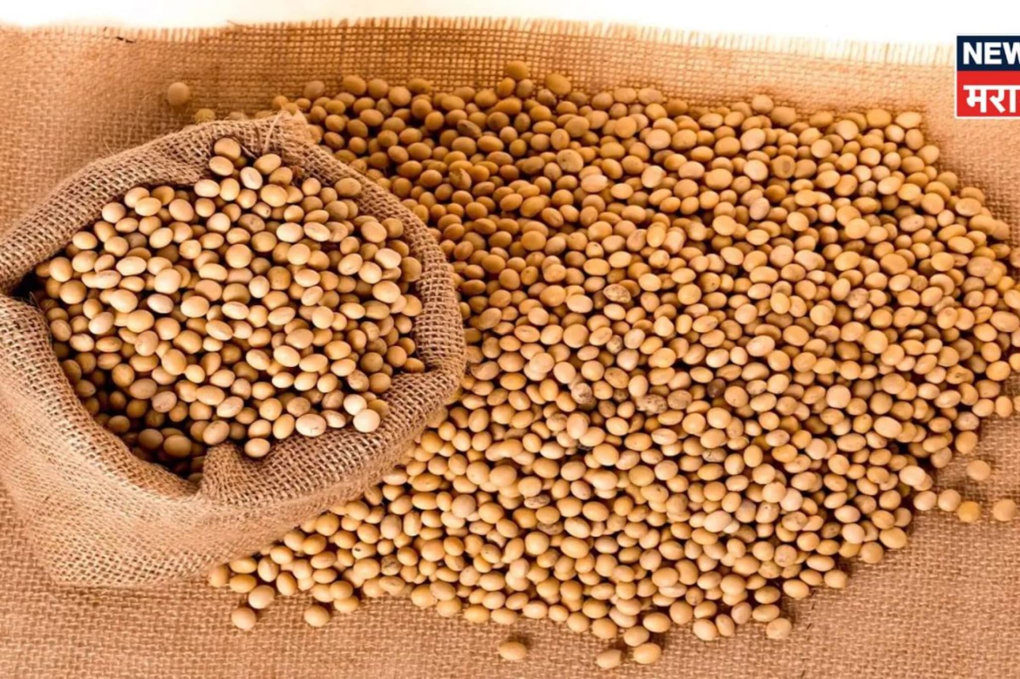 सोयाबीन मार्केटमध्ये मोठा उलटफेर!  दरात घसरण, आजचे बाजार भाव काय?